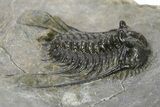 Spiny Leonaspsis Trilobite - Morocco #286568-2
